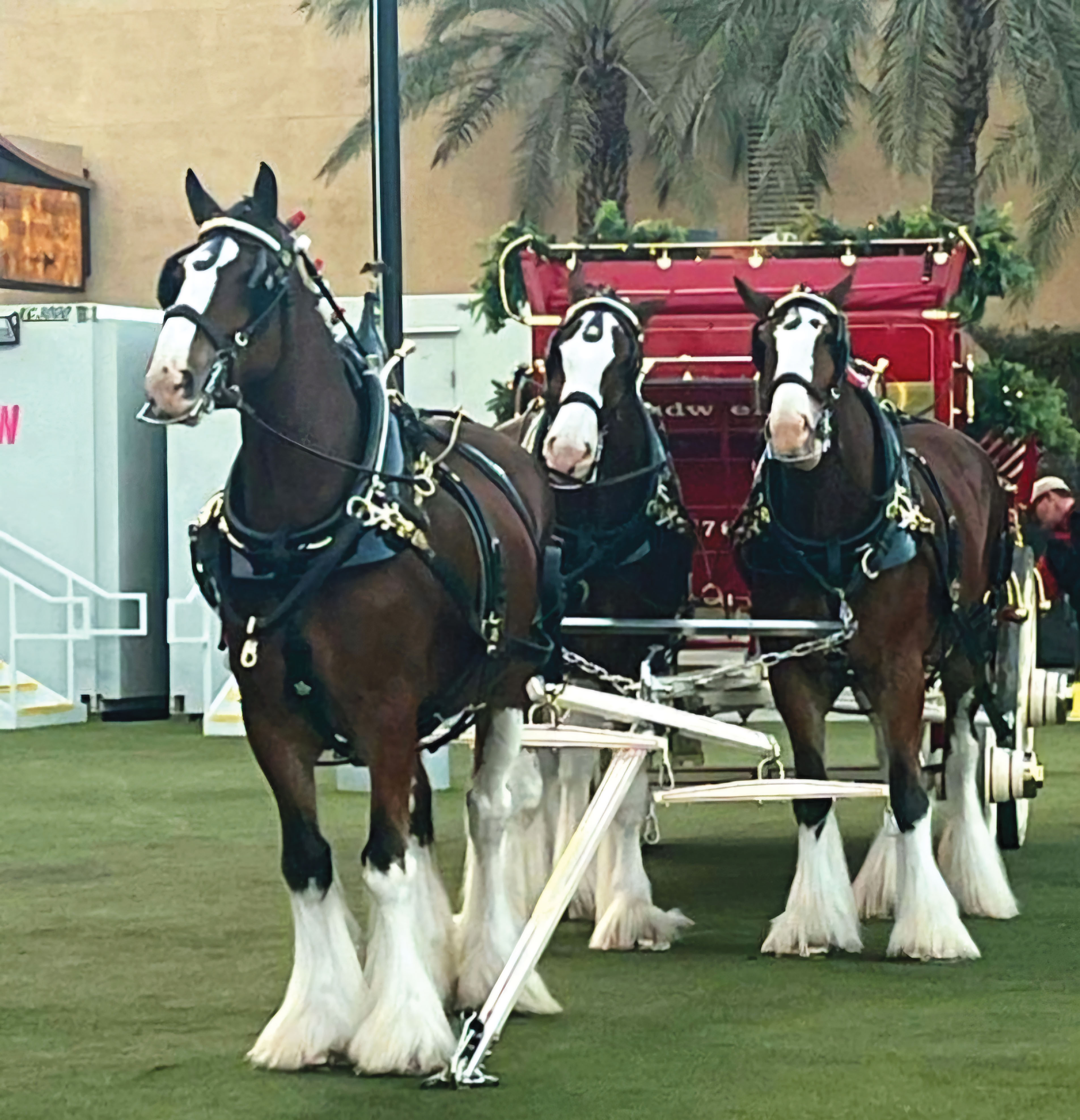 ‘Diesel,’ a famous front right lead horse in the current Budweiser eight-horse hitch..<br />